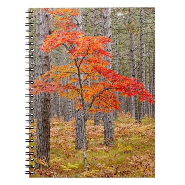 Carnet Arbre à érable avec couleurs d'automne (Devant)