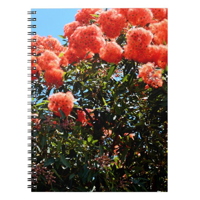 Carnet Arbre à fleurs d'Eucalyptus orange, (Devant)