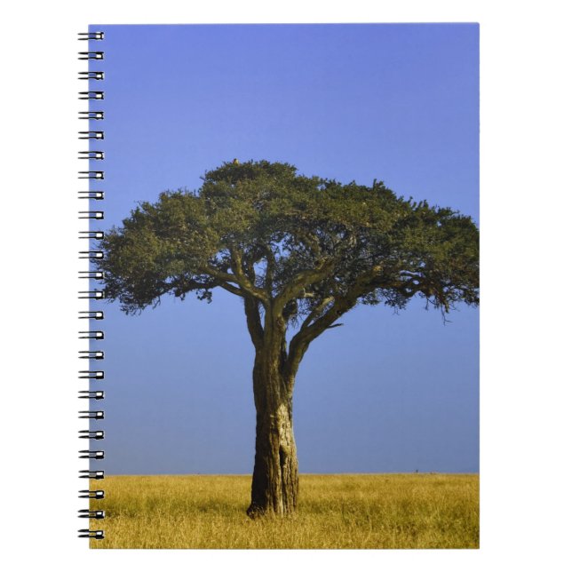 Carnet Arbre d'acacia isolé dans les plaines herbeuses, M (Devant)