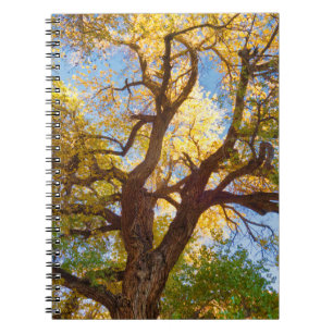 Carnet Arbre de Cottonwood Parc national de Capitol Ree