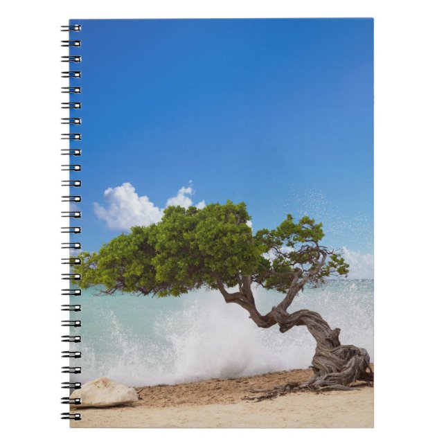 Carnet Arbre Divi Divi, Plage Eagle, Aruba, Caraïbes (Devant)