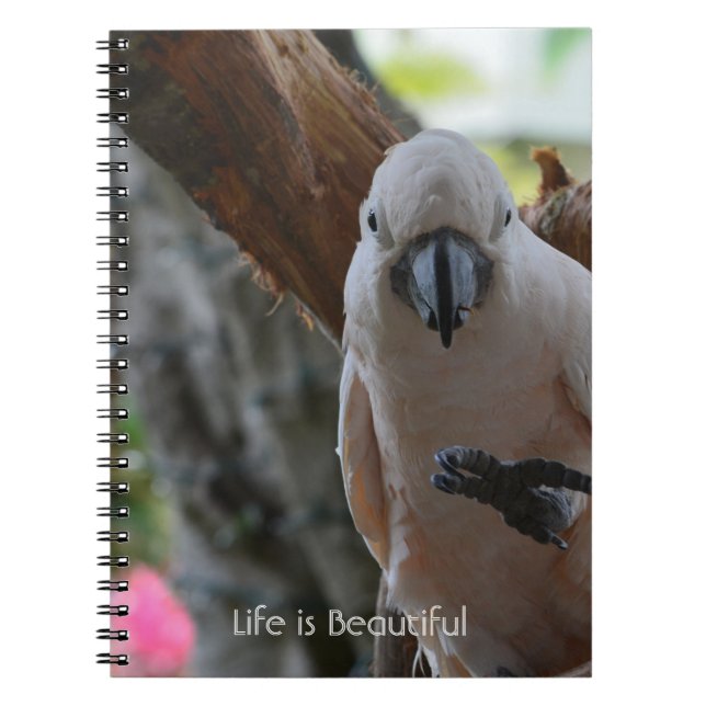 Carnet Arbre Oiseau Kauai (ma photographie) (Devant)