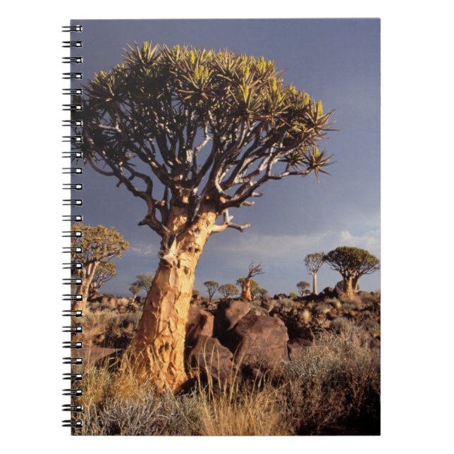 Carnet Arbres carquois (Aloe Dichotoma) (Devant)