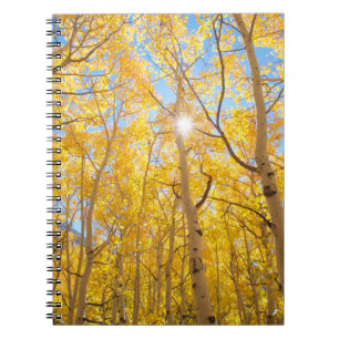 Carnet Arbres d'Aspen   Sierra Nevada Mountains, CA