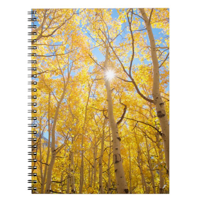Carnet Arbres d'Aspen | Sierra Nevada Mountains, CA (Devant)