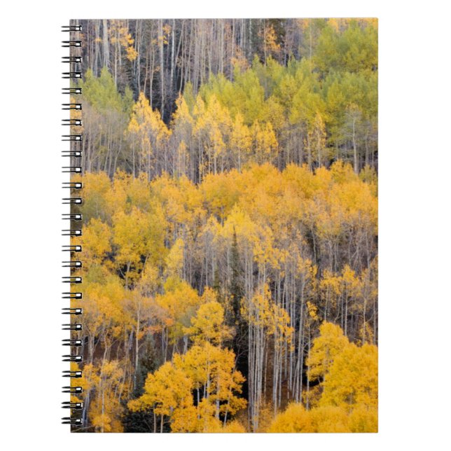 Carnet Arbres d'Aspen | White River National Forest (Devant)