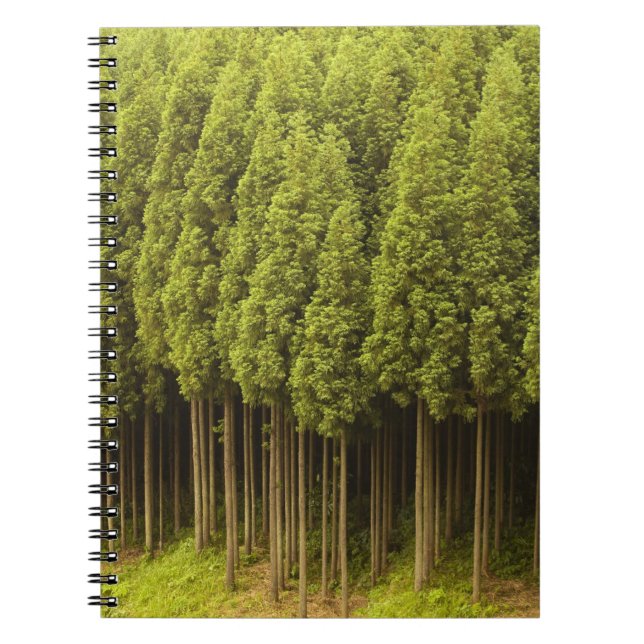 Carnet Arbres de cèdre de Koya Sugi (Devant)