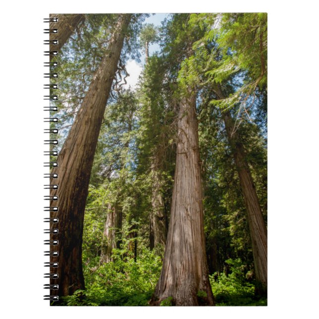 Carnet Arbres de Cèdre Rouge de l'Ouest (Devant)
