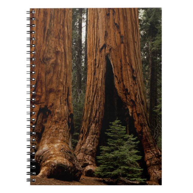 Carnet Arbres de séquoia, Parc national de Sequoia. (Devant)