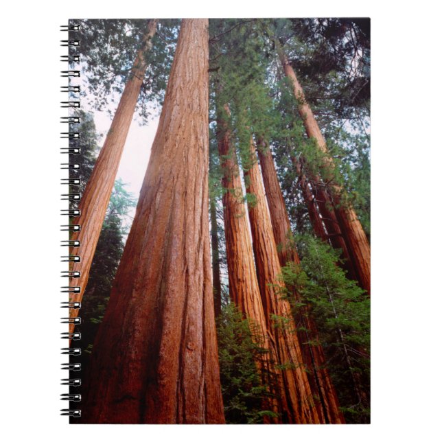 Carnet Arbres séquoias géants à feuilles persistantes (Devant)
