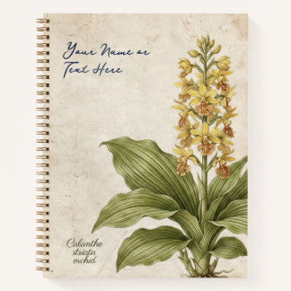 Carnet Arnaque botanique de Calanthe Striata vintage