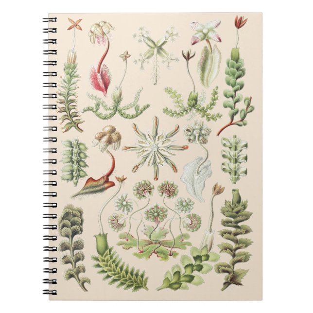 Carnet Art de la nature scientifique Ernst Haeckel Hépati (Devant)