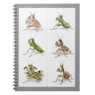 Carnet Art détaillé d'espèces de mantes religieuses pour
