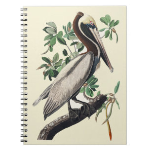 Carnet Art Vintage Audubon Pélican Brun Oiseau de Rivage
