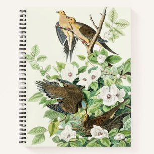 Carnet Art vintage d'Audubon sur la tourterelle triste et
