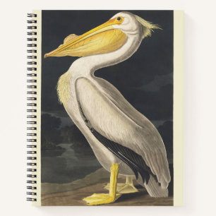 Carnet Art vintage de l'Américain Pélican Blanc d'Audubon