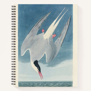 Carnet Art vintage d'oiseau côtier Sterne arctique d'Audu