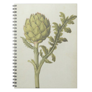 Carnet Artichaut : Scolymus de Cynara, c.1568