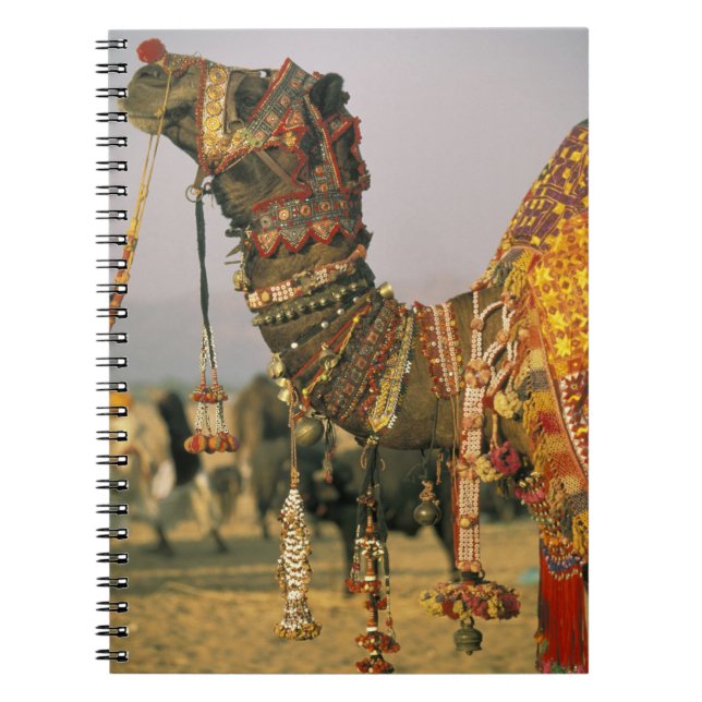 Carnet Asie, Inde, Pushkar. Chameau Shamu , Pushkar (Devant)