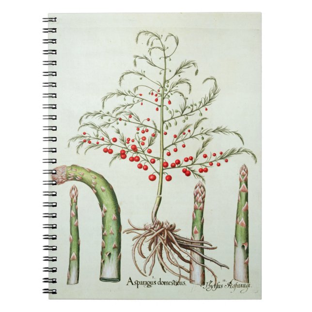 Carnet Asperge commune en fleur et fruit, de 'Ho (Devant)