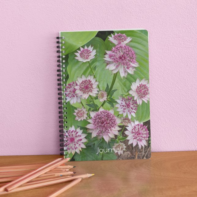 Carnet Astrantia rose fleurit (In Situ)