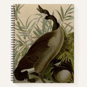 Carnet Audubon Canada Oies Oiseaux sauvages