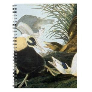 Carnet Audubon : Canard d'Eider