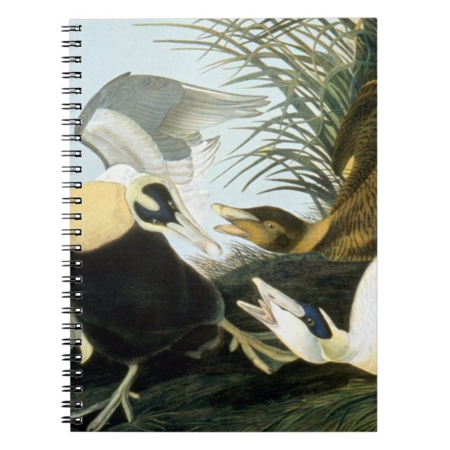 Carnet Audubon : Canard d'Eider (Devant)