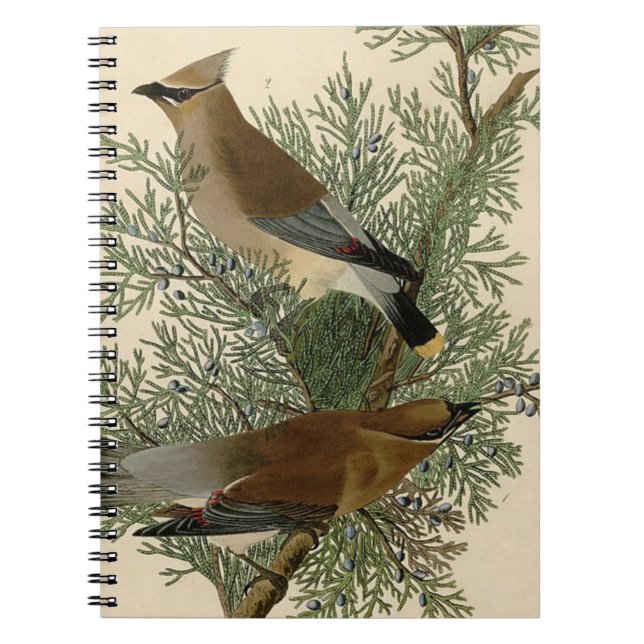 Carnet Audubon Cèdre cire oiseau (Devant)