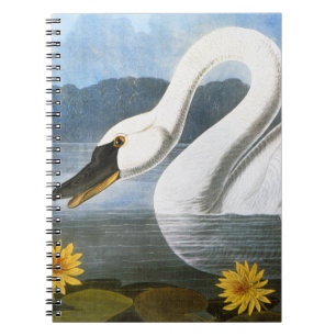 Carnet Audubon : Cygne commun
