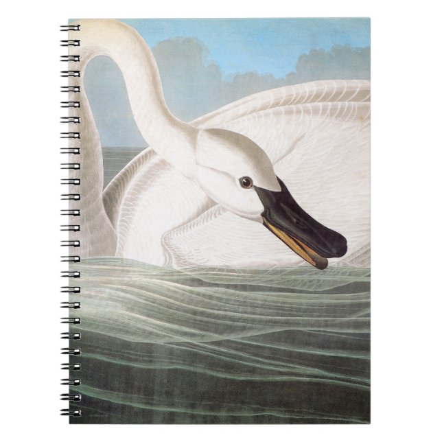 Carnet Audubon : Cygne de trompettiste (Devant)