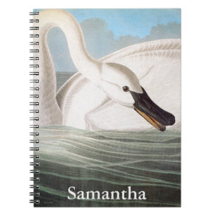 Carnet Audubon : Cygne de trompettiste