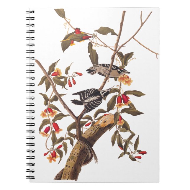 Carnet Audubon Downy Pic Couple aux fleurs (Devant)