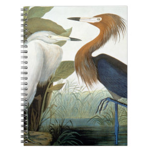 Carnet Audubon : Héron rougeâtre ou héron pourpre