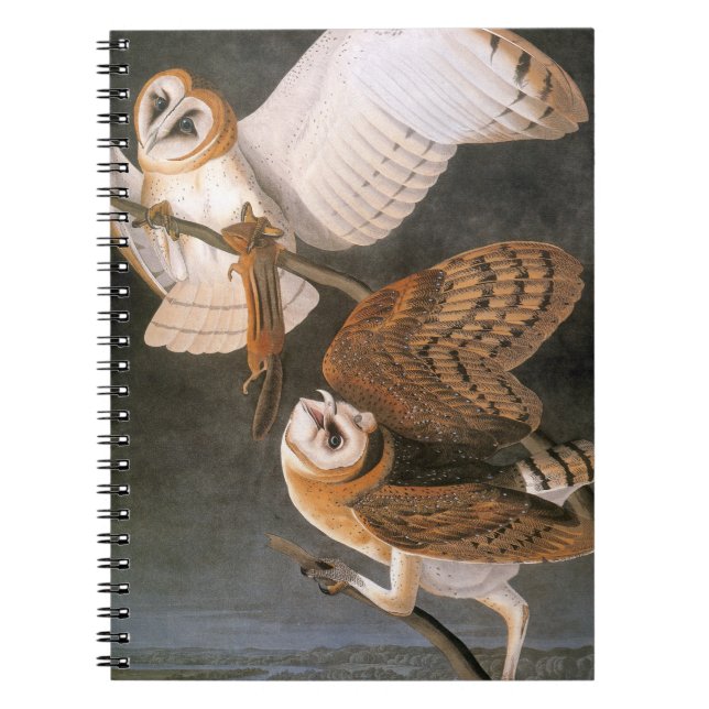 Carnet Audubon : Hibou de grange (Devant)