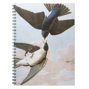 Carnet Audubon : Hirondelle d'arbre