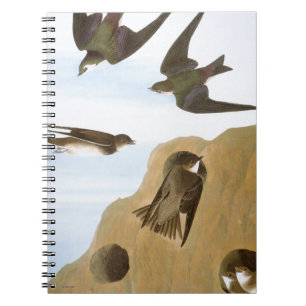 Carnet Audubon : Hirondelles