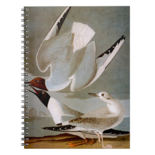 Carnet Audubon : La mouette de Bonaparte