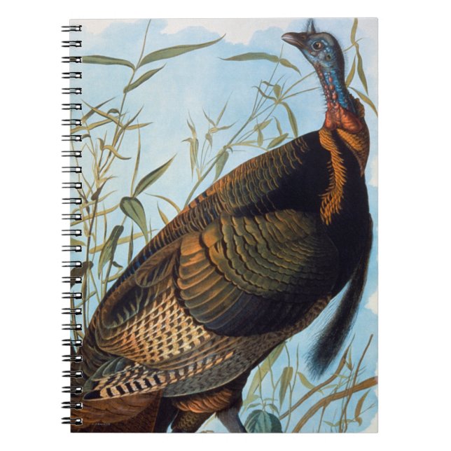 Carnet Audubon : La Turquie sauvage (Devant)