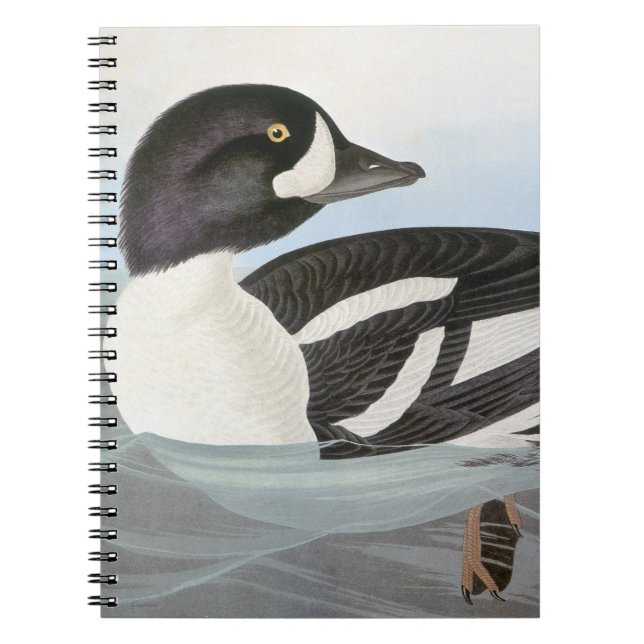 Carnet Audubon : Le Goldeneye de la brouette (Devant)
