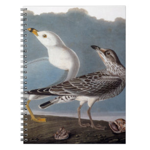 Carnet Audubon : Mouette Anneau-Affichée