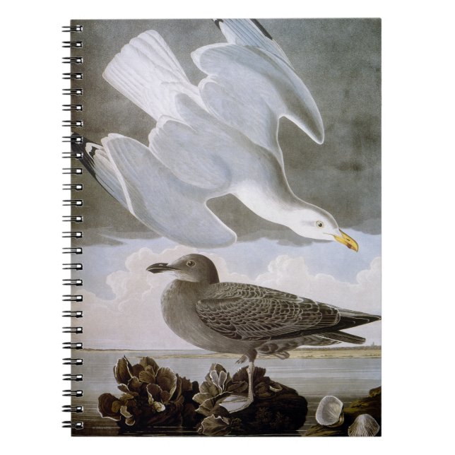 Carnet Audubon : Mouette d'harengs (Devant)