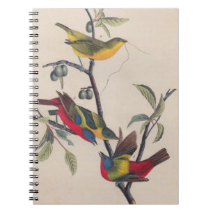 Carnet Audubon Peint Bunting Bird Wildlife