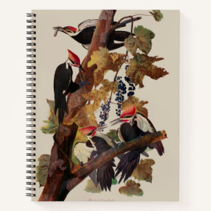 Carnet Audubon Peinture d'Oiseaux Pic Pilé