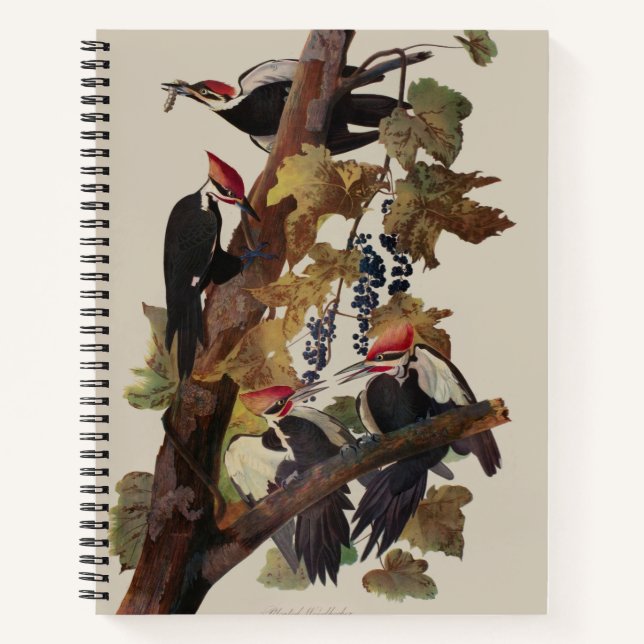 Carnet Audubon Peinture d'Oiseaux Pic Pilé (Devant)