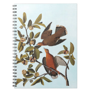 Carnet Audubon Zenaida Dove avec fleurs