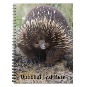Carnet Australie Echidna Cute Animal Photo