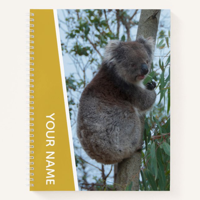 Carnet Australie Koala dans un arbre à eucalyptus, or (Devant)