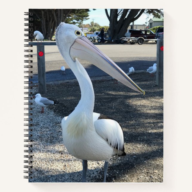 Carnet Australie ; Pélican - Voyage (Devant)