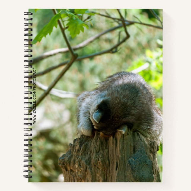 Carnet Autocollants de Raton Laveur Dormant (Devant)